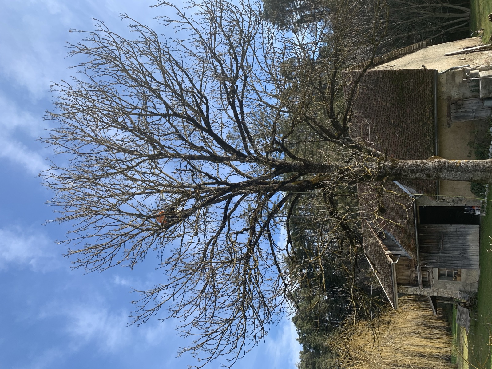 Arbre avant élagage